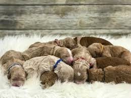 What Should You Avoid When Picking a Puppy?