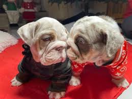 Trust Your Instincts with Trusted Puppies: Where the Best Puppies Await