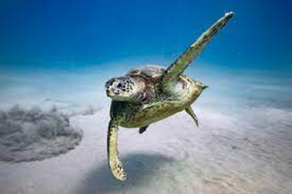 Discovering Turtle Canyon’s Wonders: A Complete Guide