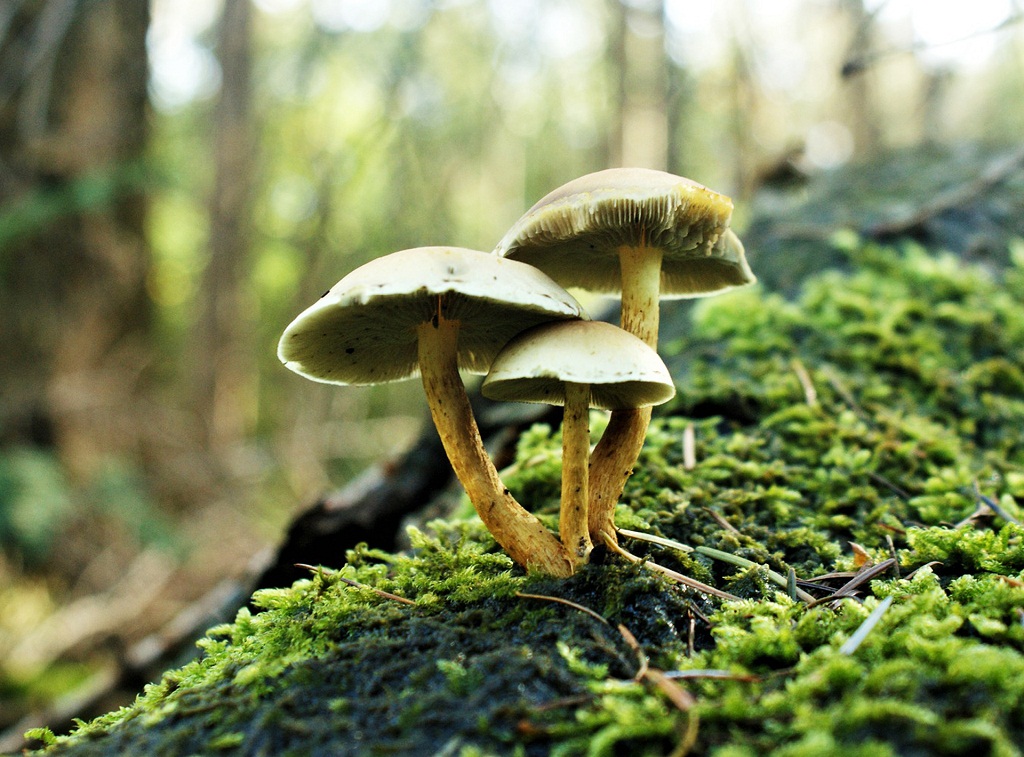 Mushroom Marvels: Balancing Act with Shroom Tolerance in Your Soulcybin Adventures