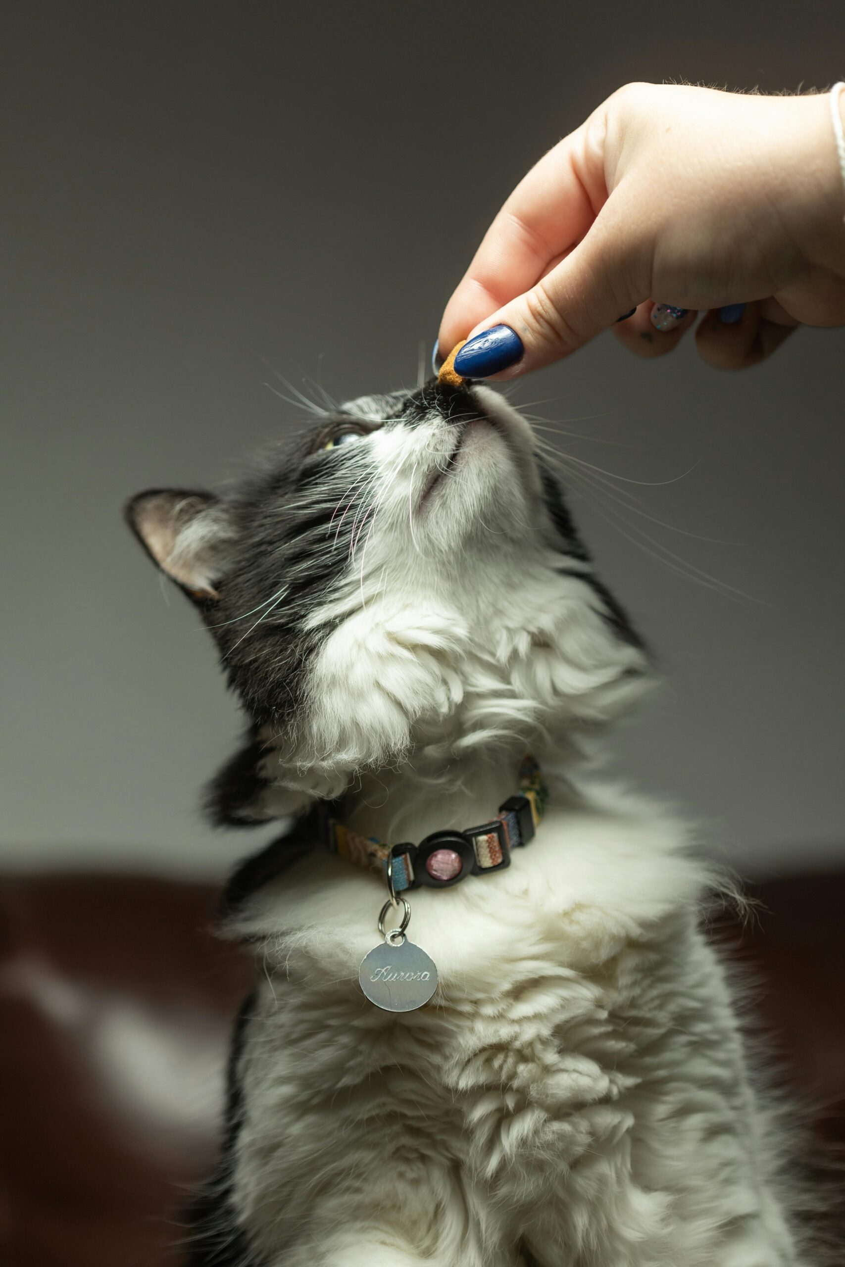 Top Healthy Cat Treats That Your Feline Will Love