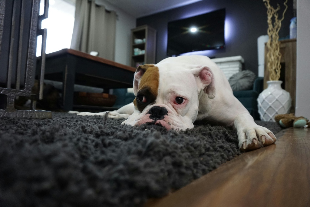 Sparkle Underfoot: Main Advantages of Northern Beaches’ Professional Carpet Cleaning